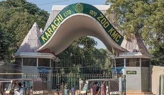 کراچی چڑیا گھر میں شیر کے بچے، چیمپینزی کی صحت غیر تسلی بخش