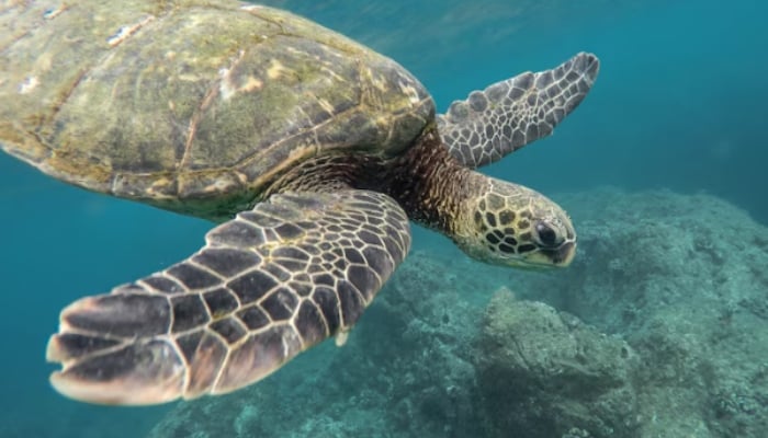 China accuses foreign agencies of using spy turtle, spy fish for monitoring waters
