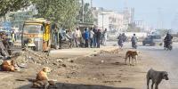 سندھ: کتے کے کاٹنے سے 45 سالہ شخص جاں بحق