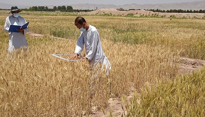 حکومت کا چھوٹے کاشتکاروں کو 300 ارب قرض دینے کا اعلان