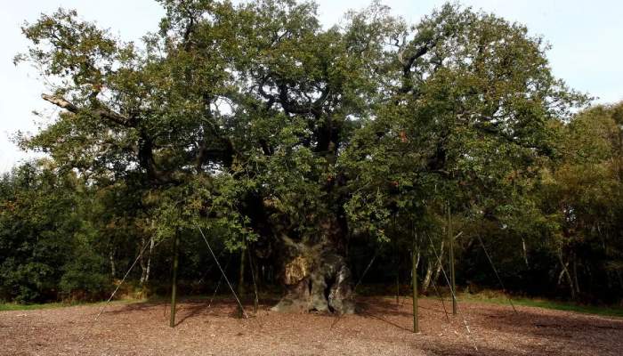 World’s ‘most famous’ oak tree dies in Sherwood Forest aged 1,000