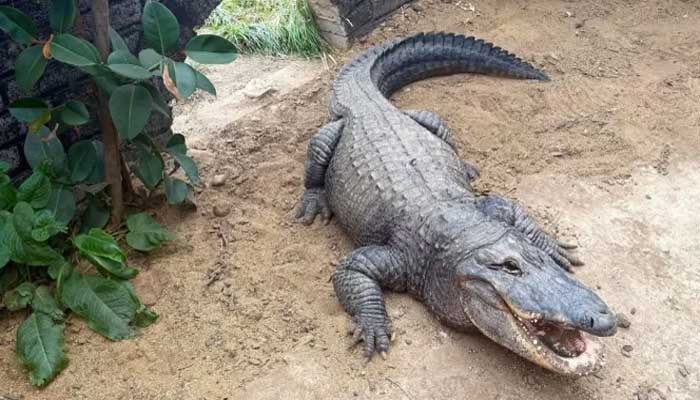 Man detained after boy injured in Cambridgeshire zoo crocodile enclosure