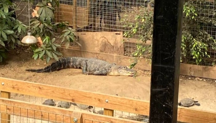 Crocodile zoo attack: Man released on bail after toddler injured in Cambridgeshire enclosure