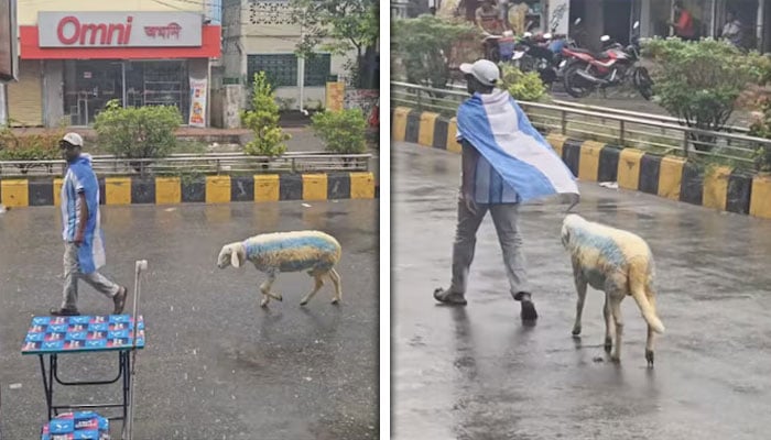 فٹبال کی دیوانگی، مداح نے بھیڑ کو ارجنٹائن کی جرسی کے رنگ میں رنگ دیا، ویڈیو وائرل