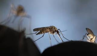 کچھ لوگوں کو مچھر زیادہ کیوں کاٹتے ہیں؟ نئی تحقیق میں اہم انکشافات