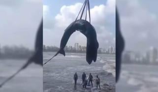 ممبئی: 26 فٹ لمبی وہیل باندرہ کے ساحل پر ہلاک