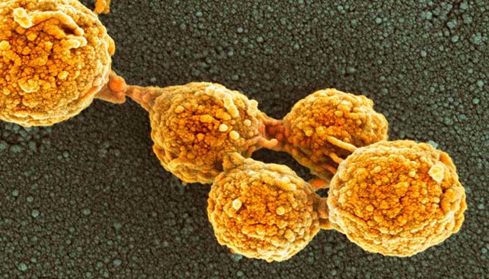 Scientists build world’s first synthetic cell from scratch: A breakthrough in Biology
