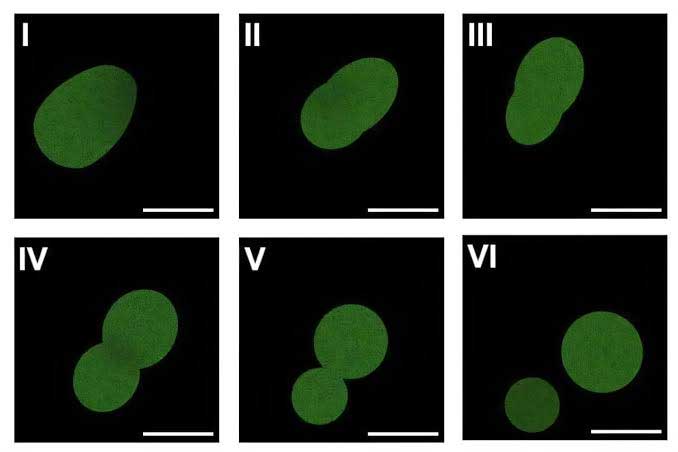Scientists build world’s first synthetic cell from scratch: A breakthrough in Biology