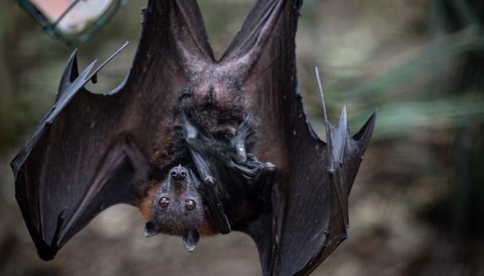 Canadian boy, 11, passes away due to rabies after waking to bat on his face