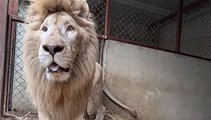 کراچی: ناظم آباد میں قائم نجی چڑیا گھر سے بیمار شیر کو ریسکیو کر لیا گیا