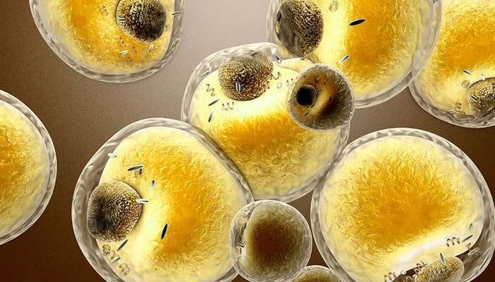 Scientists discover ‘fat metabolism switch’ in human cells for first time