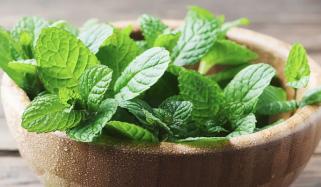 پودینے کے حیرت انگیز طبی فوائد