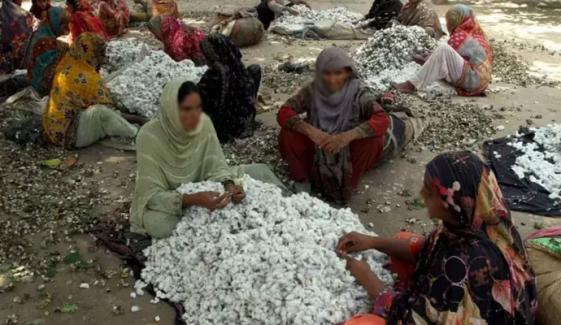 روئی کی قیمتوں میں 1 ہفتے میں 400 روپے فی من اضافہ