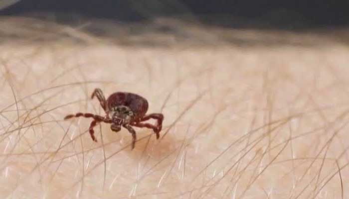 Tick-borne diseases continue to rise across Canada, raising health concerns