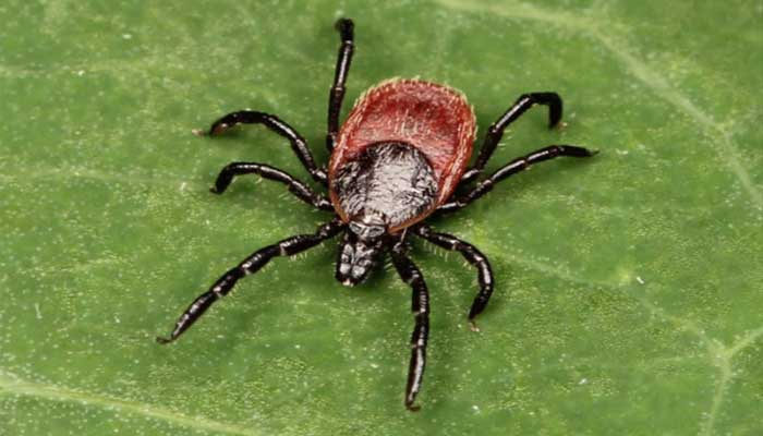 Tick-borne diseases continue to rise across Canada, raising health concerns