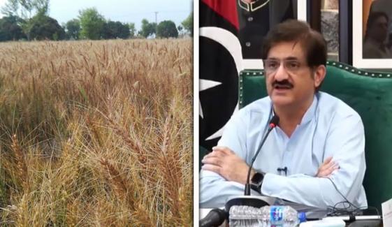 وزیرِ اعلیٰ سندھ مراد علی شاہ کی گندم ذخیرہ کرنیوالوں کیخلاف کریک ڈاؤن کی ہدایت
