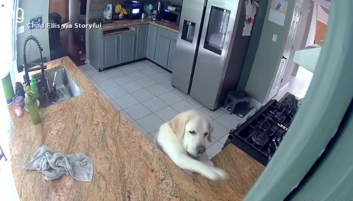 Maryland house fire caused by dog activating toaster kills three pets