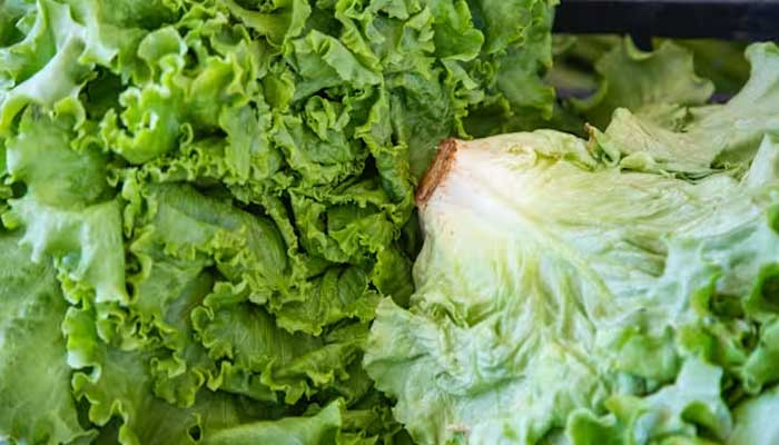 FDA confirms Taylor Farms lettuce Cyclospora test was false positive