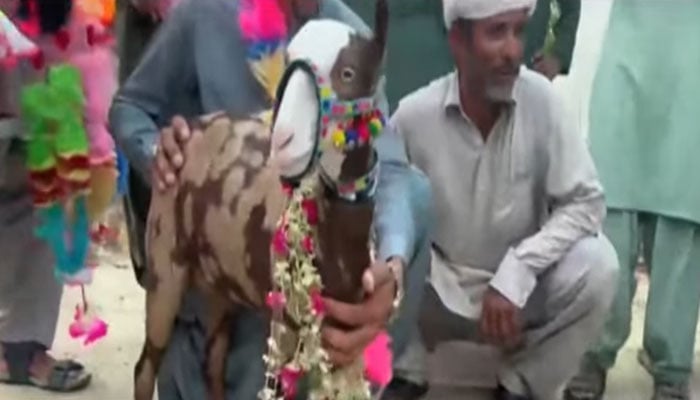 ’جیو نیوز‘ گریب
