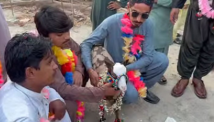 ’جیو نیوز‘ گریب