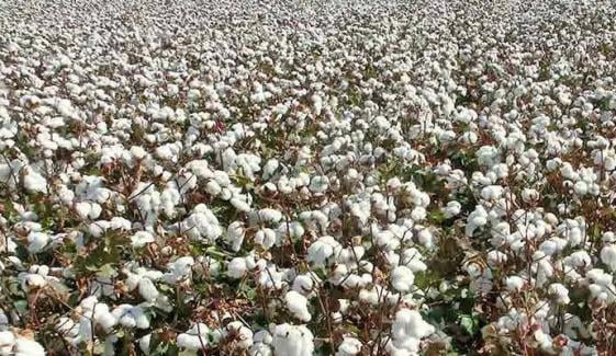 روئی کی قیمتوں میں تیزی، فی من 500 روپے اضافہ