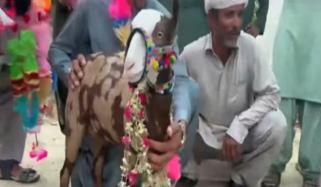 15 کلو کی بکری 18 لاکھ روپے میں فروخت
