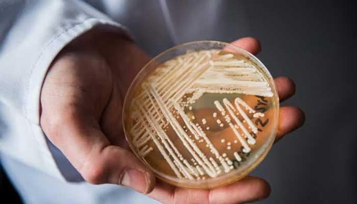 CDC warns of drug-resistant Candida auris spreading across 23 US states