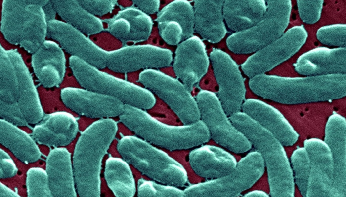 Vibrio vulnificus: Louisiana reports 5 deaths linked to flesh-eating bacteria