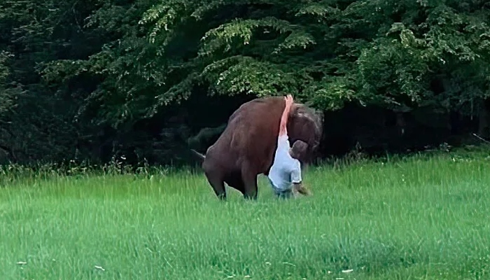 Bison attacks tourist in Poland after he gets too close: Watch video
