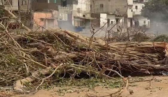 کے ڈی اے کا کورنگی 6 میں قدیم درخت کاٹنے پر مقدمہ درج کروانے سے انکار