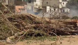 کے ڈی اے کا کورنگی 6 میں قدیم درخت کاٹنے پر مقدمہ درج کروانے سے انکار 