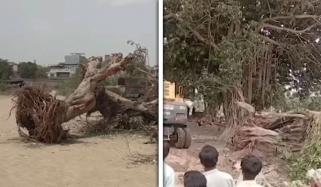 کراچی: کورنگی میں  اکھاڑے گئے 70 سال پرانے درختوں کو واپس لگانے کا عمل شروع