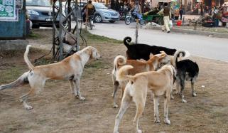 سجاول: کتے کے کاٹنے سے 4 بچوں سمیت 6 افراد زخمی