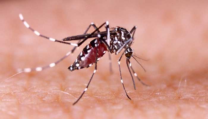 Dengue- and Zika-carrying mosquitoes found breeding in UK for first time
