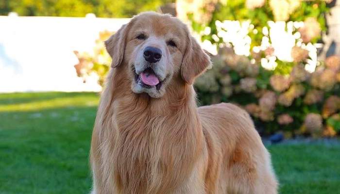 Tucker Budzyn, TikTok’s famous golden retriever dies at 8: Here’s what we know