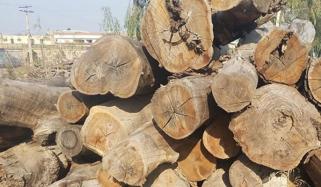 سرگودھا: درخت چوری کرنے پر 5 ملزمان کیخلاف مقدمہ درج