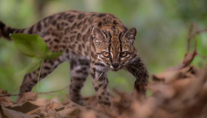 New wild cat species discovered in Bolivia after more than a century-long wait