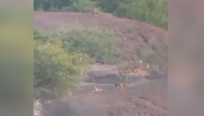 فوٹو: فائل