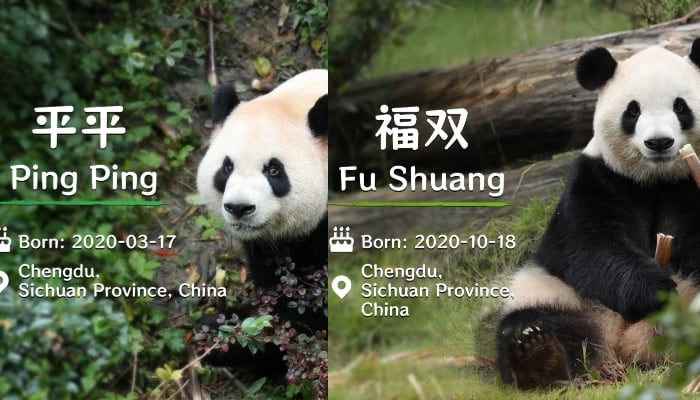 Ping Ping and Fu Shuang