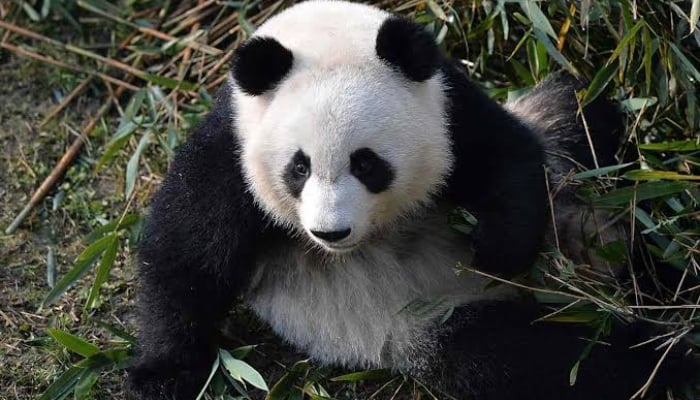 Panda diplomacy: From Tang Dynasty to today, how Chinas soft power evolved