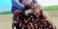 پاکستان کی فضاؤں میں 155 سال بعد مہمان نایاب پرندے کی آمد