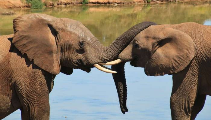Elephants have names for each other just like humans do, researchers discover