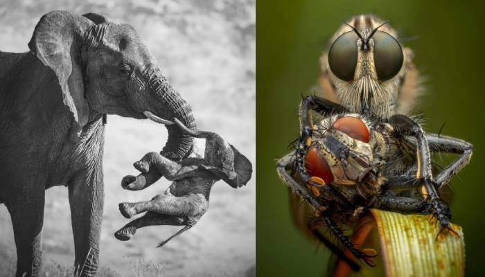 Wildlife photographer of the year 2026 reveal: See incredible images