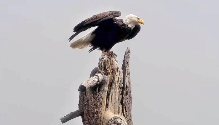 Big Bear bald eagle Jackies cause of death confirmed months after death
