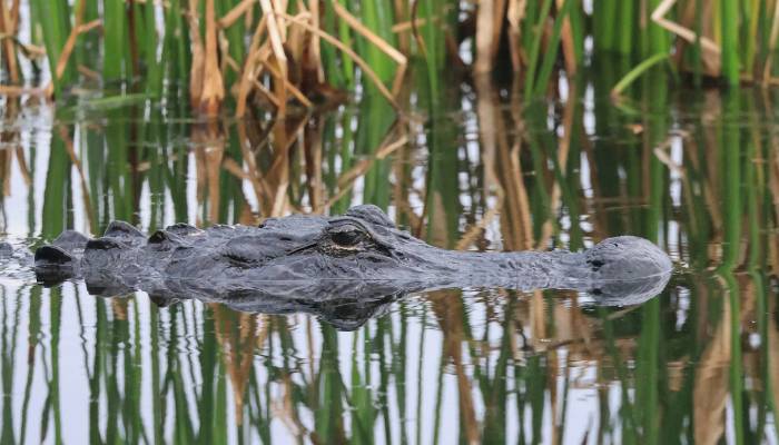 Lake Apopka alligator attack kills fisherman, rescuers face more gators