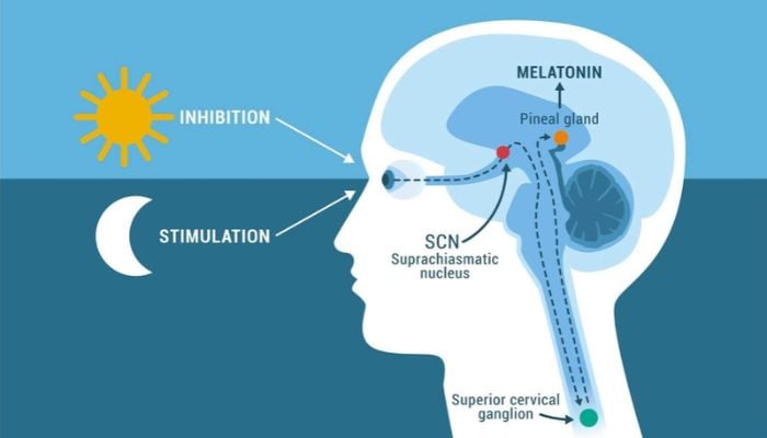 Australian scientists uncover circadian depression tied to internal body clock
