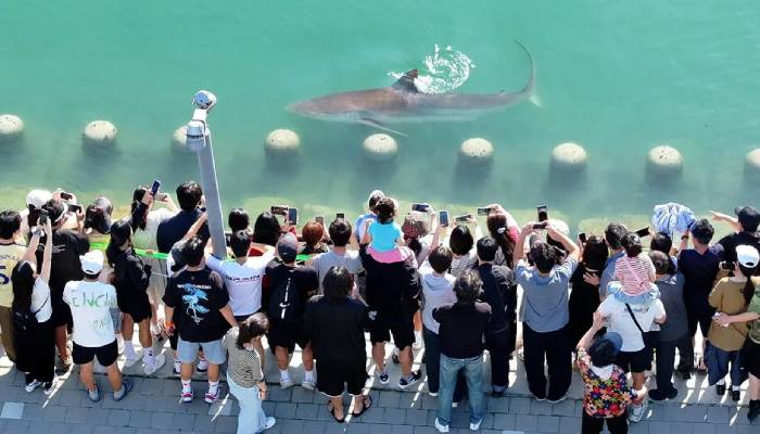 Celebrity shark guided out of South Korean canal returns hours after rescue